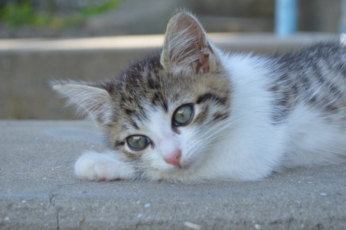 pet cat