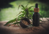 Everything You Need to Know About Hemp