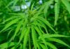 How To Take Kratom Powder & Capsules