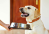 How to feed dogs with sensitive stomach health issues